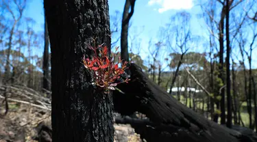 Pohon kembali bertunas setelah sempat terbakar hangus dalam kebakaran hutan di dekat Teluk Batemans, Australia, Jumat (27/2/2020). Kebakaran hutan yang melanda Australia selama berbulan-bulan telah melumat seperlima dari hutan negara tersebut. (Xinhua/Chu Chen)