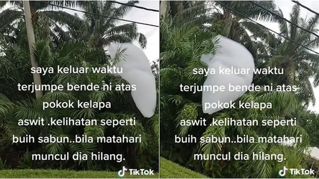 Viral Benda Putih Menempel di Pohon Palem Mirip Awan, Netizen: Milik Son Goku