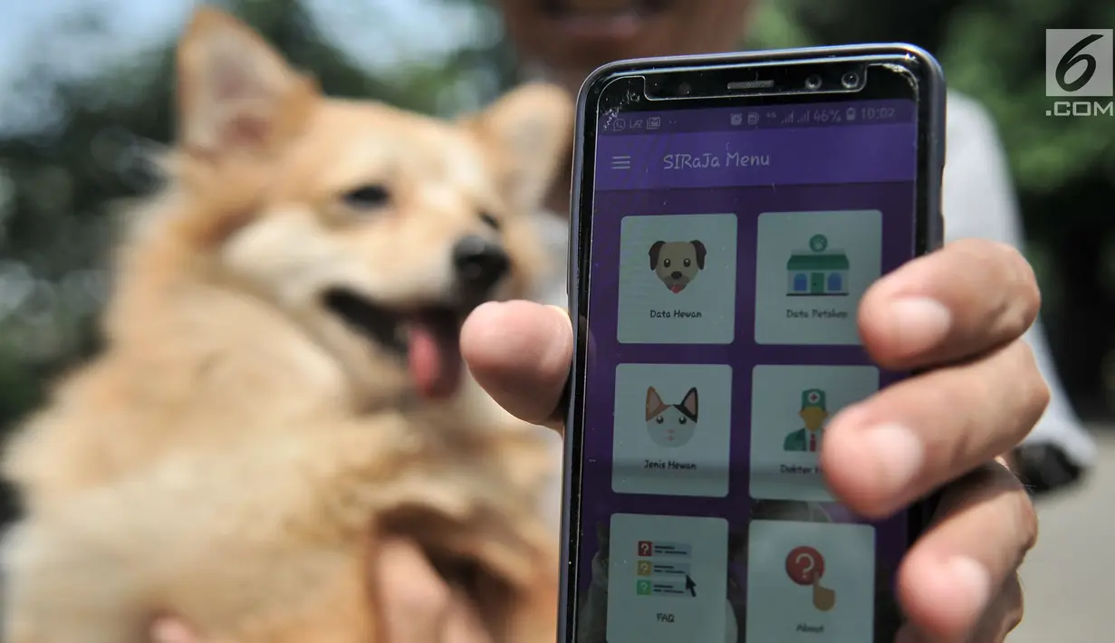 Pemilik anjing menunjukkan aplikasi SIRaJa usai pemasangan microchip di Kantor Dinas KPKP, Jakarta, Rabu (12/9). SIRaJa merupakan aplikasi berbasis android dan web untuk mensinkronisasi data pengendalian rabies di DKI Jakarta. (Merdeka.com/Iqbal Nugroho)