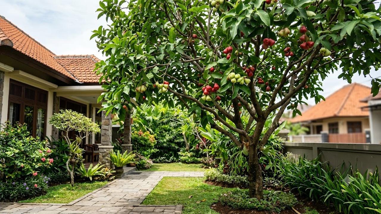 12 Pohon Buah yang Membuat Halaman Lebih Privat, Sekaligus Rindang dan Produktif