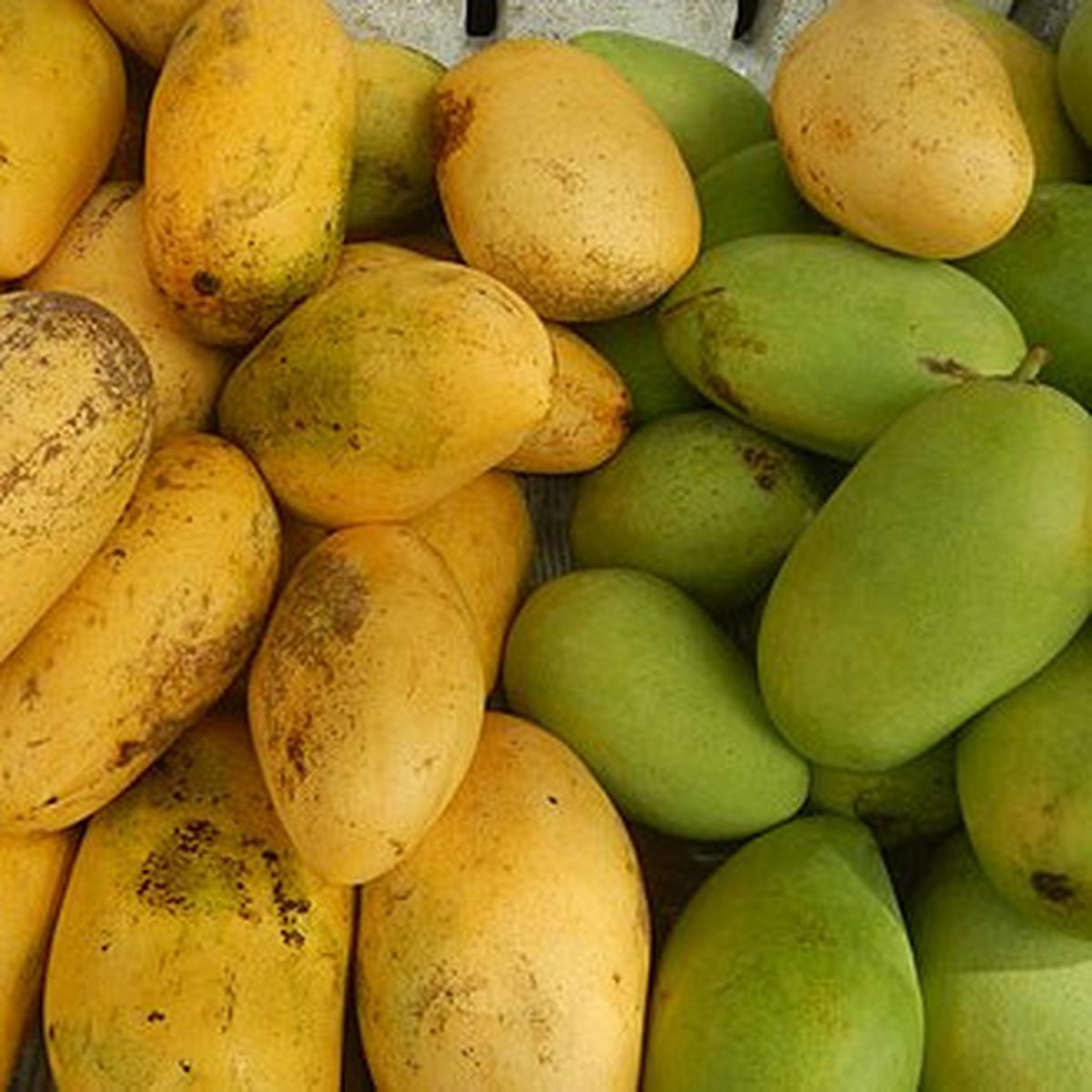 ilustrasi buah mangga