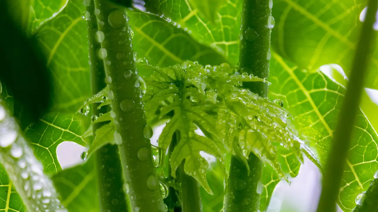 daun pepaya
