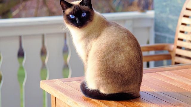 Siamese