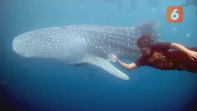Mahardika Rizki Himawan, seorang peneliti dari Whale Shark Indonesia saat melakukan pemasangan Transmitter Tag (Arfandi Ibrahim/Liputan6.com)
