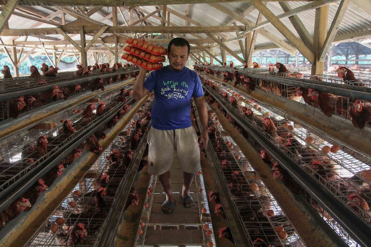 Harga Telur Peternak Dipatok Rp 24 Ribu per Kilogram