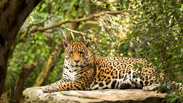 Jaguar