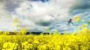 Martin Soederstroem terbang bersama sepedanya di atas Imagination Park, Swedia pada 14 Juli 2016. Aksi Martin semakin terlihat ciamik dengan latar taman bunga berwarna kuning. (REUTERS)