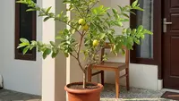 9 Pohon Buah Mini yang Tingginya Tidak Sampai 1 Meter Cocok untuk Rumah Kecil