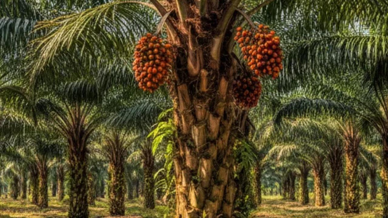 Pengertian dan Makna Kata Mutiara Kelapa Sawit
