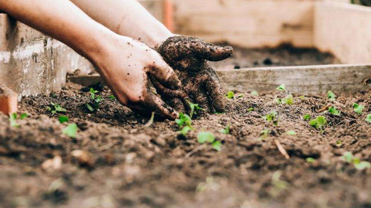 6 Tips agar Tanaman Cabai Terus Tumbuh Subur setelah Panen Pertama