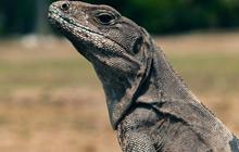 Cara Gampang Tangkap Biawak, Ini Panduan Aman dan Etis untuk Penanganan