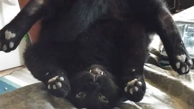 kucing absurd