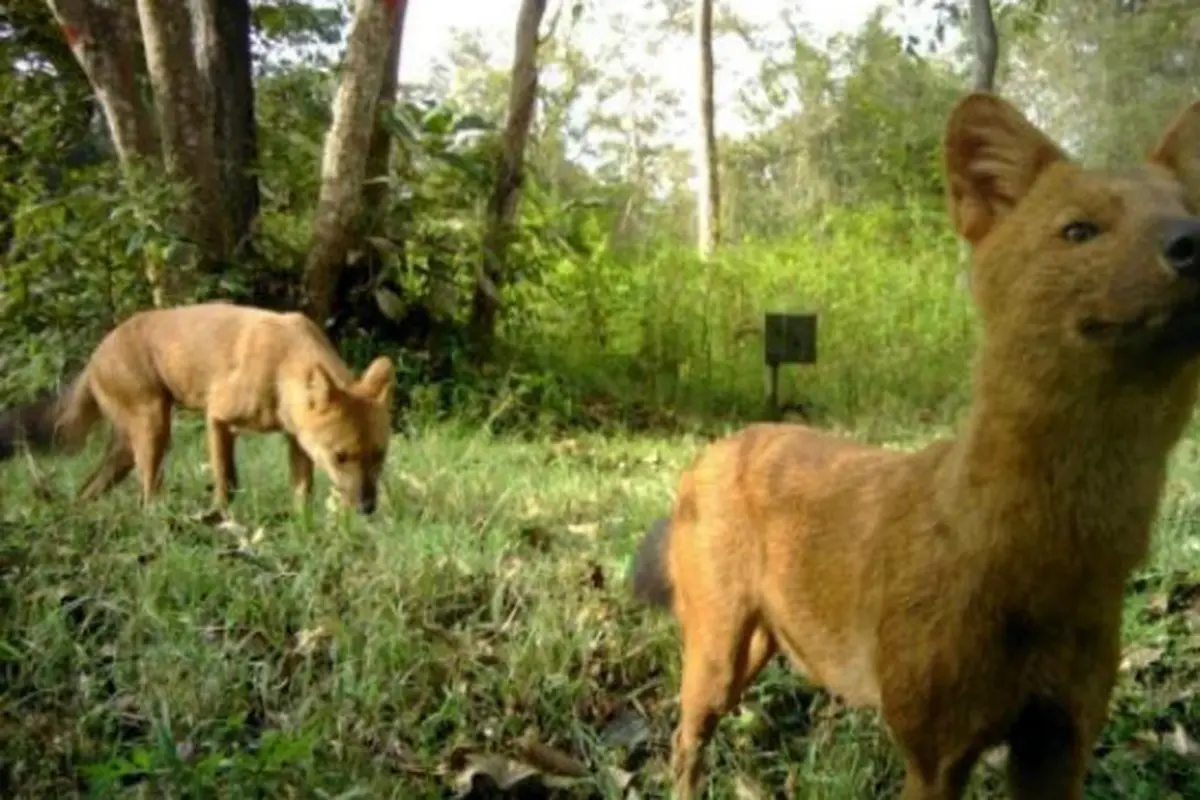Dhole