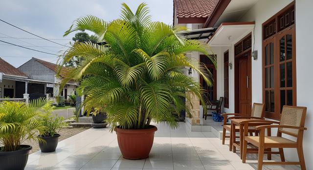 Areca Palm (Palem Kuning)