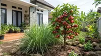 7 Jenis Tanaman Aromatik yang Efektif Mengusir Lalat Buah di Pekarangan Rumah, Buah Jadi Bebas Busuk