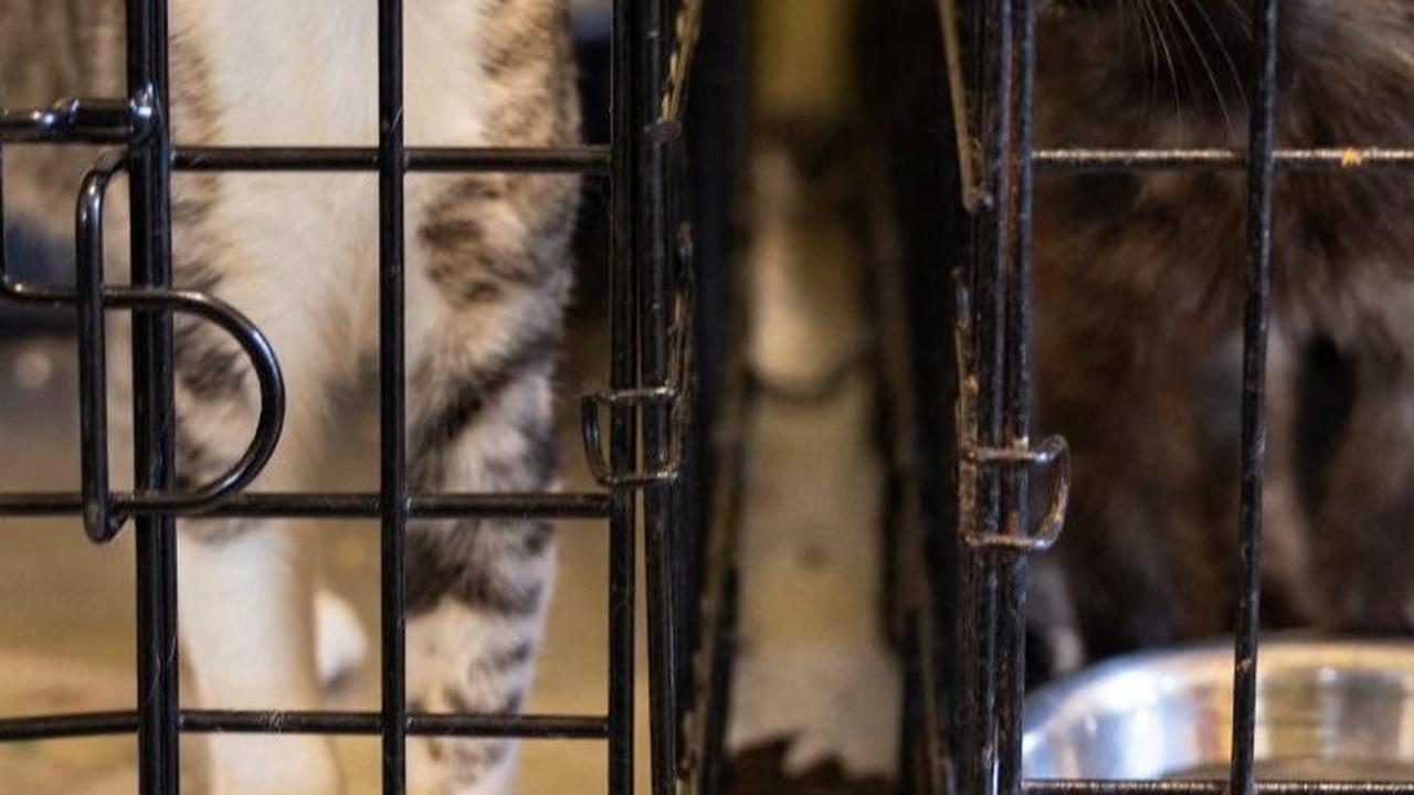 Meskipun warga setempat senang dengan keberadaan kucing-kucing tersebut, namun pemerintah setempat tidak setuju.&nbsp;Foto: RICARDO ARDUENGO / AFP<br>