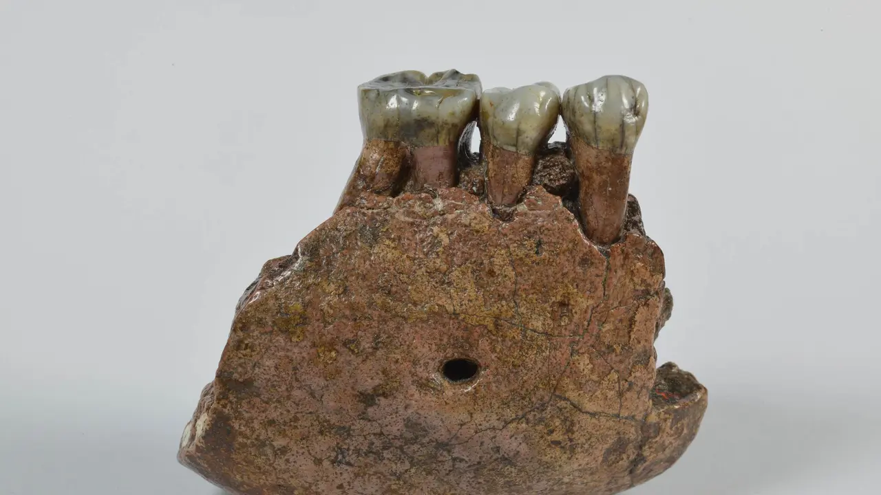 Ciri-Ciri Meganthropus Paleojavanicus