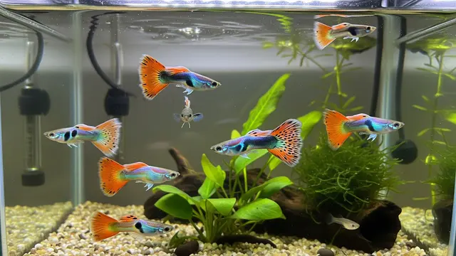 Ilustrasi Ikan Guppy (Poecilia reticulata)/Gemini AI