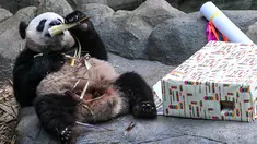 Le le, panda raksasa pertama yang lahir di Singapura, menyantap makanan yang diterimanya pada hari ulang tahunnya yang ke-2 di dalam pameran hutan panda raksasa River Wonders di Singapura, Senin (14/8/2023). (Photo by Roslan RAHMAN / AFP)