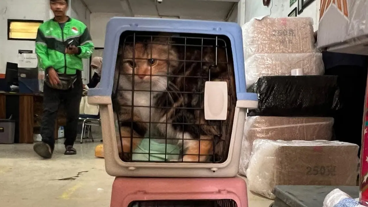 Opsi Aman Bawa Kucing dan Anabul Kesayangan Mudik di Libur Lebaran 2025