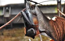 Kelelawar Berkembang Biak dengan Cara yang Unik: Fakta Menarik Seputar Reproduksi Chiroptera
