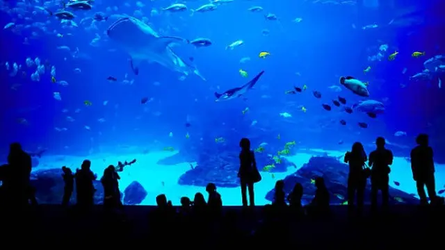 Ilustrasi aquarium.