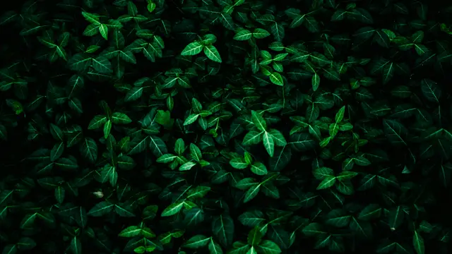 5. Menunjang Kesehatan Pencernaan