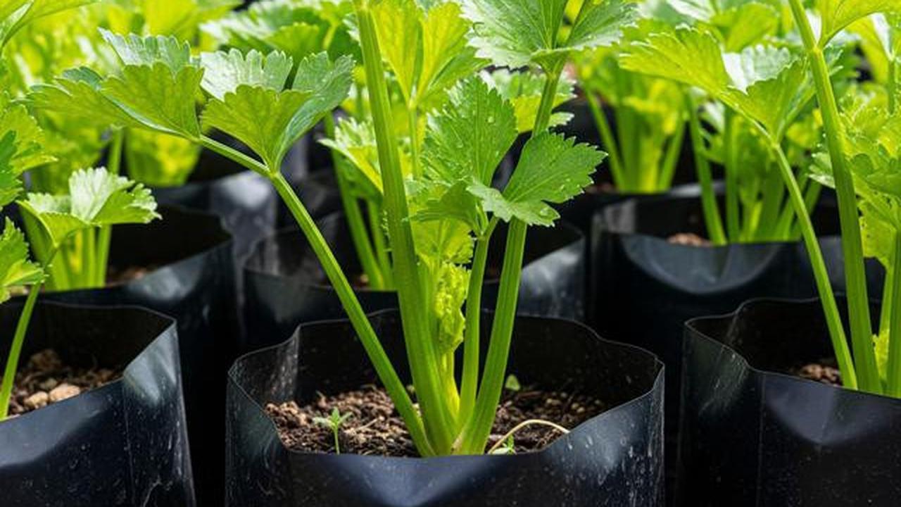 Tips Sukses Menanam Seledri di Polybag, Cocok untuk Pemula yang Minim Lahan