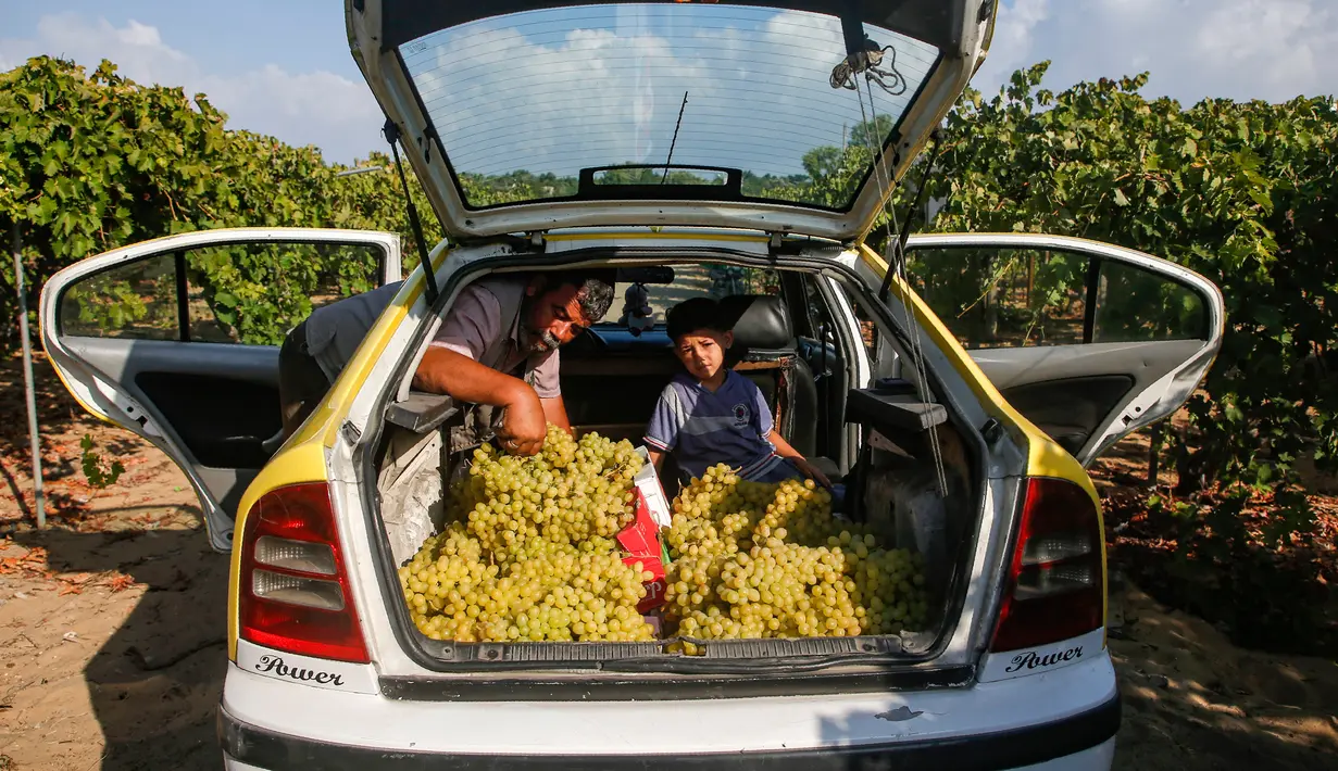 Pedagang menata buah anggur dalam mobil saat musim panen di sebuah pertanian di Kota Gaza, Palestina, Selasa (6/8/2019). Selain anggur, ladang-ladang para petani Gaza juga ditanami zaitun dan kurma. (Mohammed ABED/AFP)