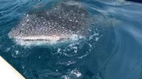 Banyak turis yang berdatangan untuk melihat hiu paus di Botu Barani, Gorontalo, terpaksa gigit jari. (Liputan6.com/Arfandi Ibrahim)