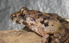 Spesies Baru Katak Kecil Ditemukan di Indonesia, Ukurannya Cuma 3 Cm!