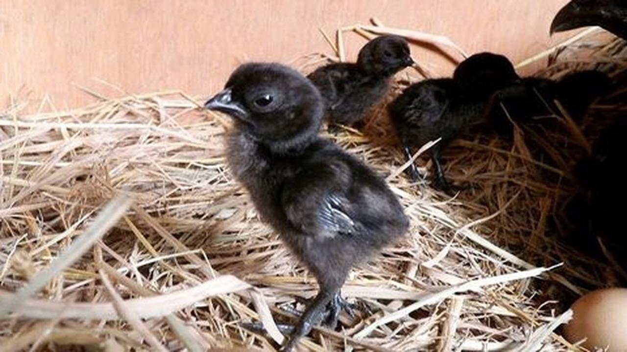Mengapa warna cemani bisa hitam?