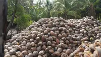 Ilustrasi produk kelapa. (Foto: Istimewa)