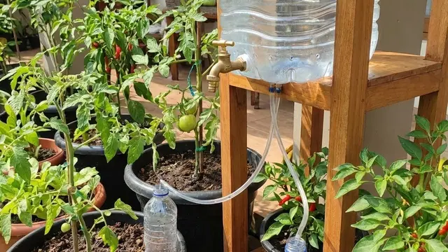 Kebun Sayur Rumah dengan Sistem Siram Otomatis