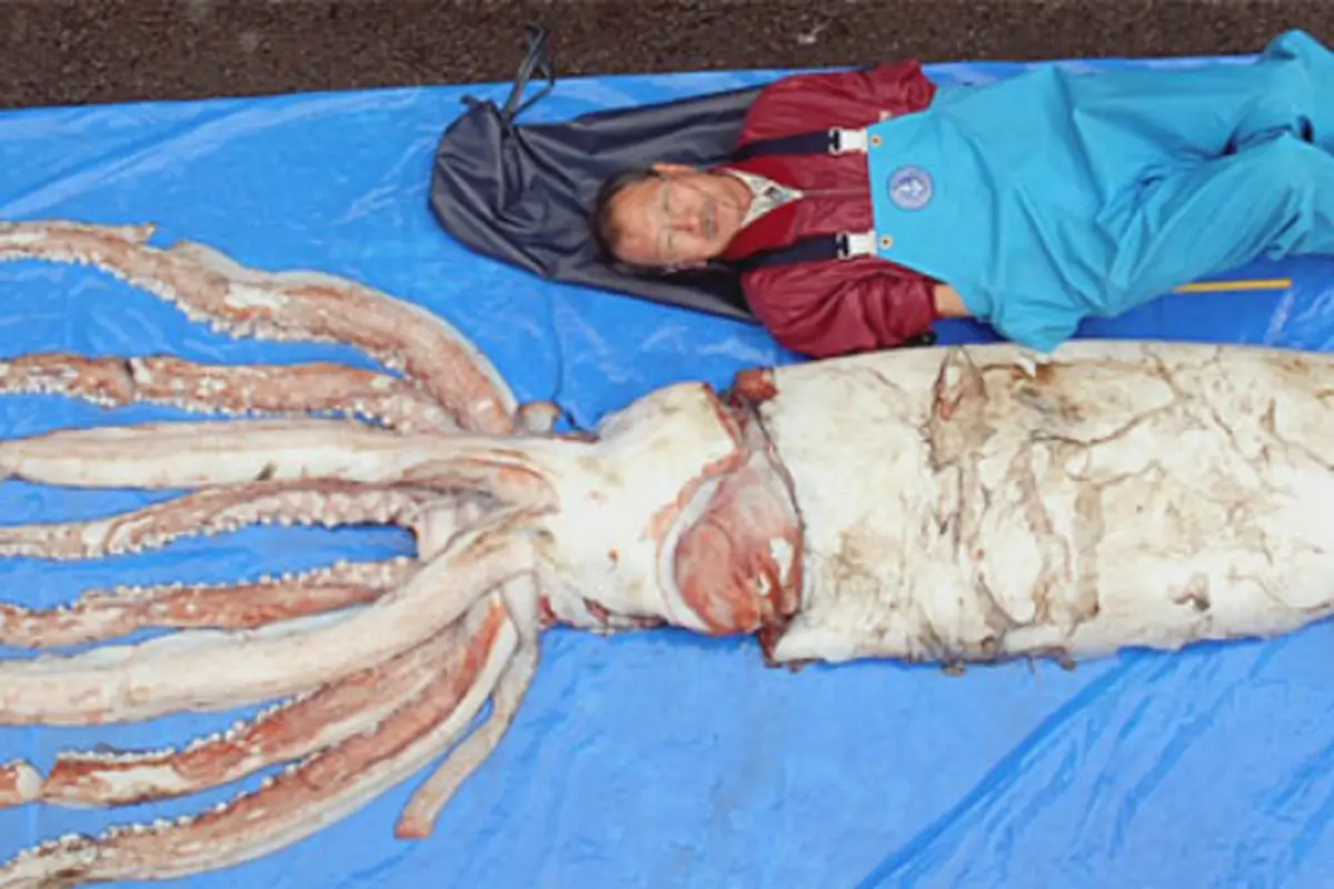 Top 3: Monster Cumi-cumi Raksasa Membuat Penasaran Pembaca