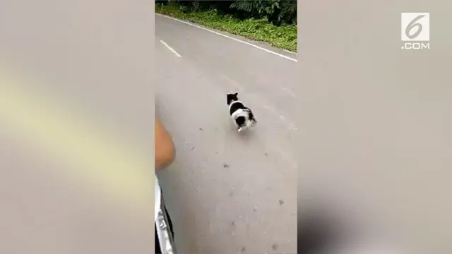 VIDEO: Anjing Kejar Jenazah Majikan Saat Akan Dimakamkan