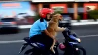 Seekor anjing bernama Sydney di Kota Manado, Sulawesi Utara, mampu mengendarai sepeda motor. (Liputan 6 SCTV)