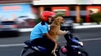 VIDEO: Anjing Pintar ini Keliling Kota Manado Naik Sepeda Motor