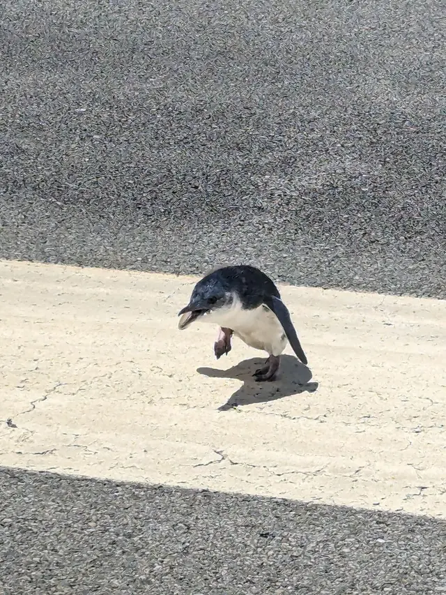 Bayi Penguin Biru Menyelonong Masuk Runway Bandara Saat Pesawat Akan Lepas Landas