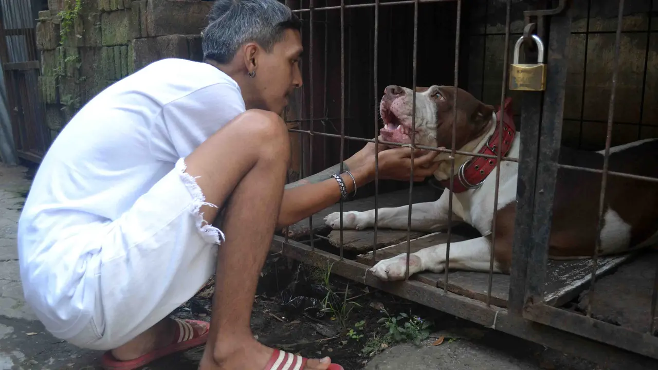 Permintaan Adopsi untuk Pitbull Penggigit Bocah Sasa 