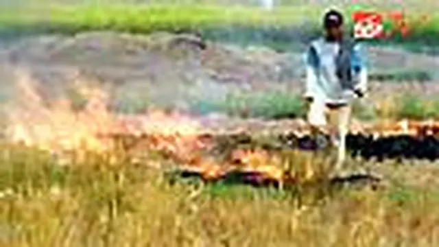Diserang Wereng, Petani Bakar Padi Berton-ton