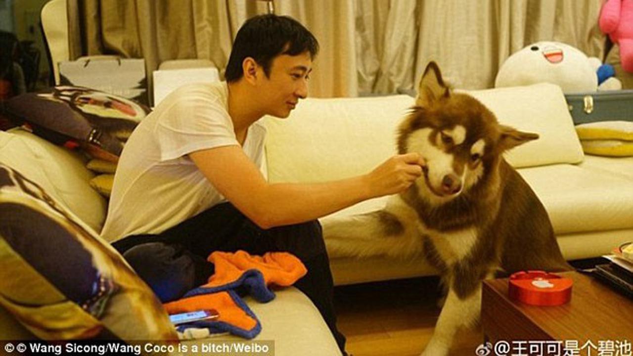 Tajir, Cowok Ganteng Ini Belikan 8 iPhone 7 untuk Anjingnya