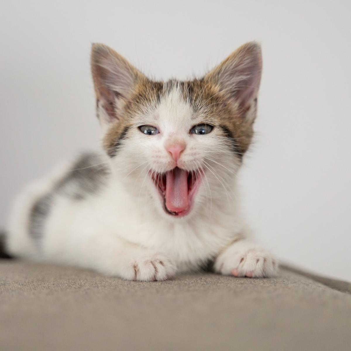 Ilustrasi Bahasa Tubuh Kucing