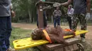 Orang Utan saat diperiksa berat badan selama pemeriksaan kesehatan di pusat konservasi Kao Pratubchang, Thailand, Kamis (27/8/2015). Petugas  melakukan pemeriksaan terhadap Orang Utan yang disita dari taman hiburan di Phuket. (REUTERS/Athit Perawongmetha)