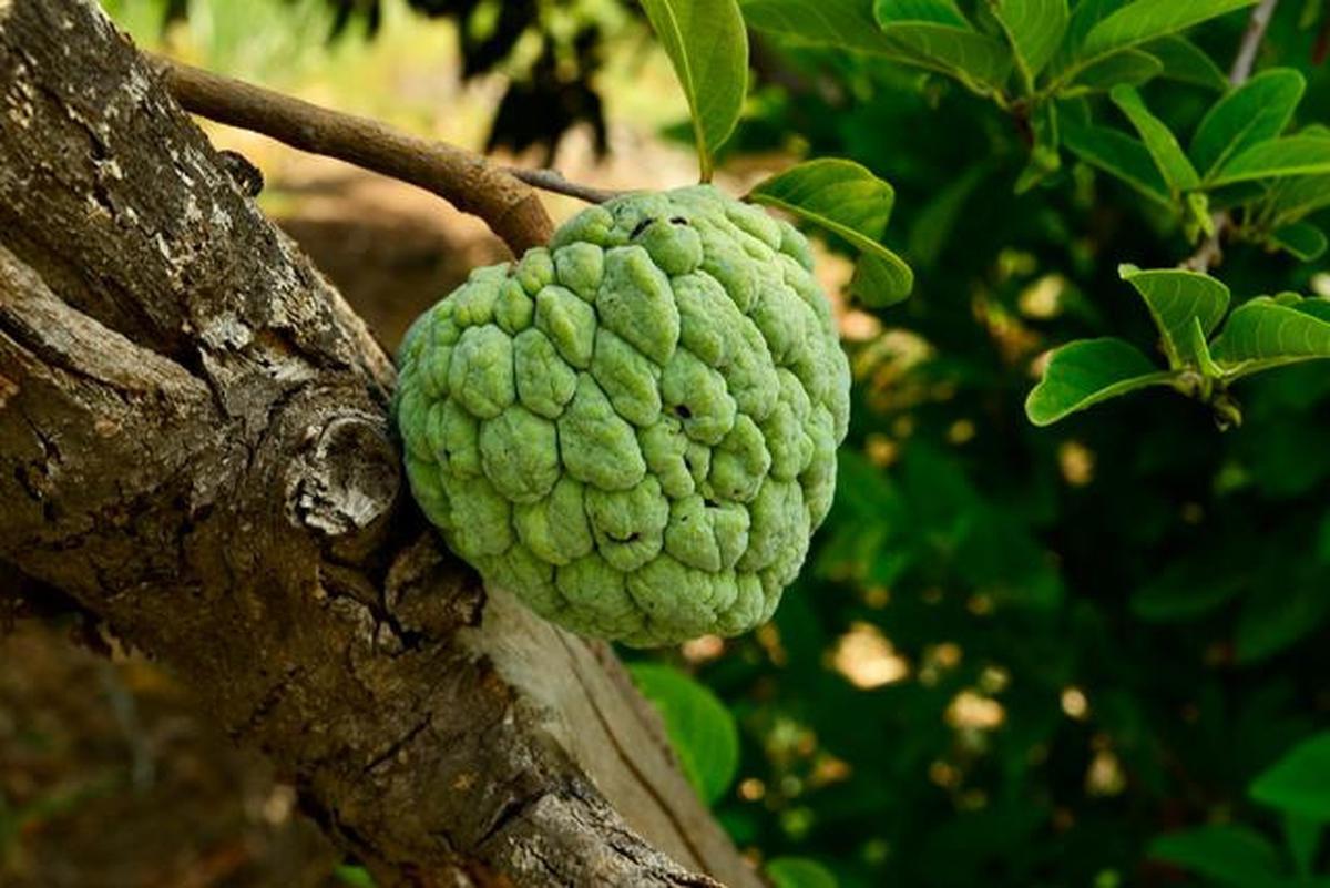 Pohon Buah untuk Rumah Cluster dengan Lahan Terbatas, Pilihan untuk yang Hobi Berkebun