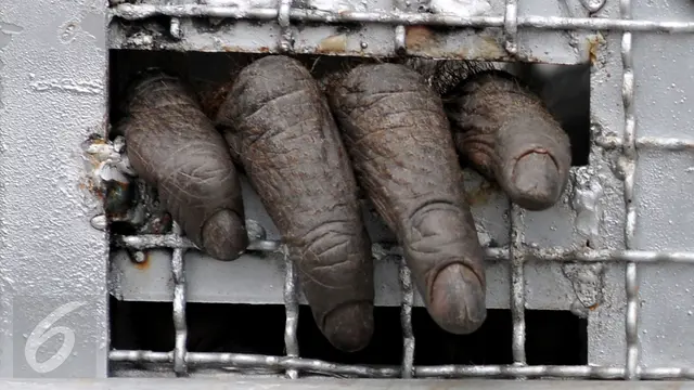 20151112-14 Orang Utan Akhirnya Dipulangkan ke Indonesia