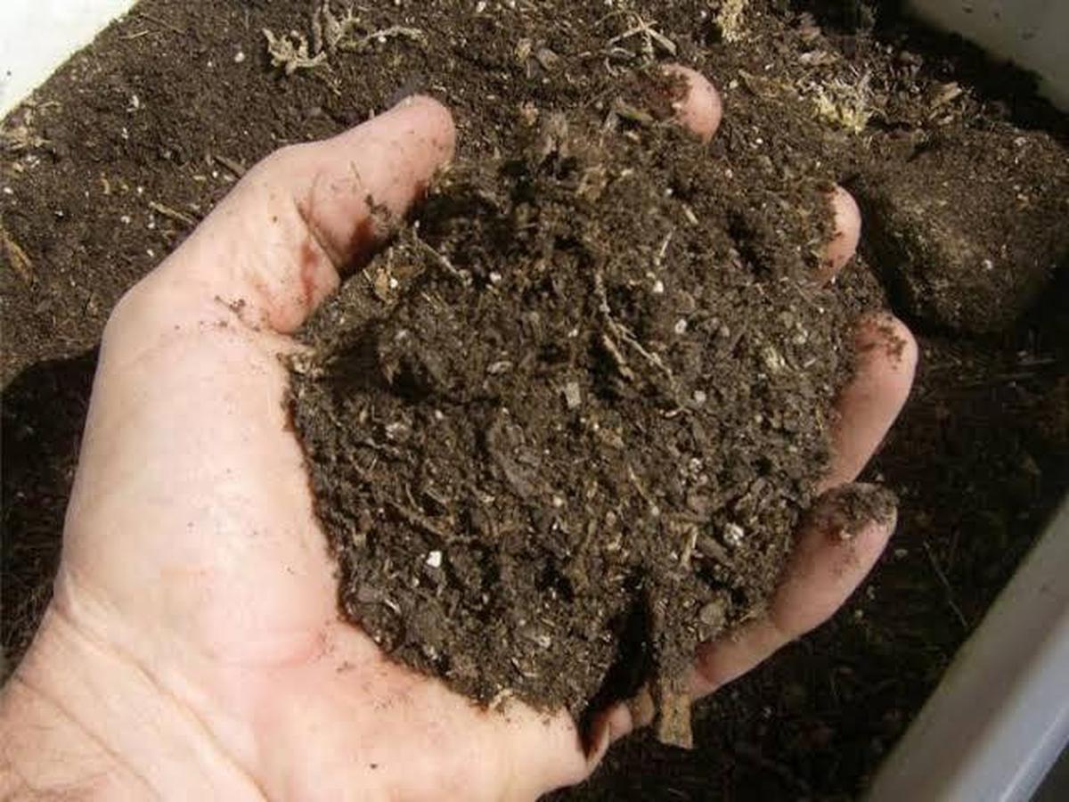 5 Cara Memanfaatkan Ampas Kopi untuk Tanaman agar Subur &amp; Sehat