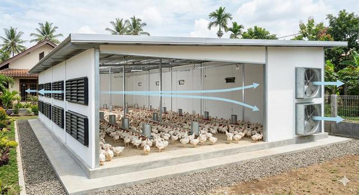 8 Desain Kandang Ayam Sistem Ventilasi Silang Biar Tidak Pengap dan Bau