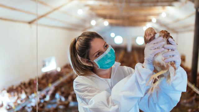 Wabah Flu Burung Dilaporkan di Swiss, 22 Unggas Mati