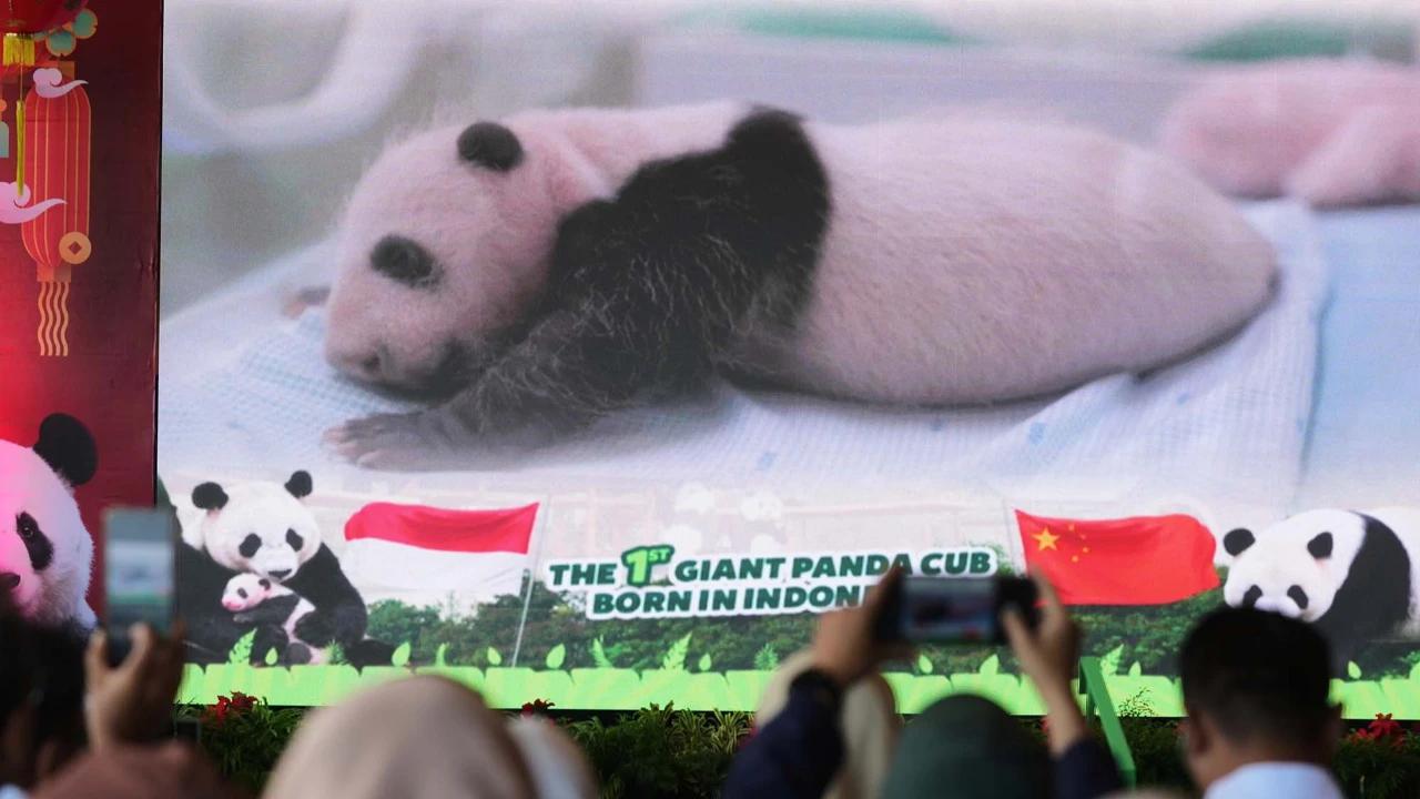 FOTO: Indonesia Catat Sejarah Kelahiran Anak Giant Panda Pertama Kali